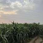 قصب اخضر