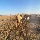 حواره للبيع