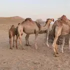 بكره للبيع