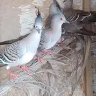 خلخليت اربع طبات