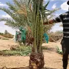 عروض اليوم الوطني نخل مثمر للبيع من 95