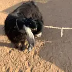 فحل شرط يظرب ولد قايد سديس مقصوصه قرونه