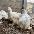 دجاج براهما كولومبي