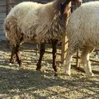 شاتان نعيميات طيبيه