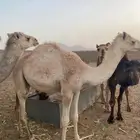 قعدان  حشو للبيع   -العدد(10) الموقع خيبر