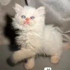 قطط للبيع