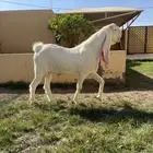 تيس فحل مطور