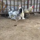 أطقم براهما بيور