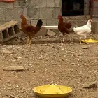 دجاج فرنسي للبيع