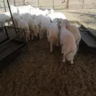 طليان