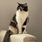 قطه لتبني عمرها 8شهور