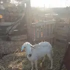 حريه رباع