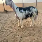 عرض بيع خروف نجدي ضغط عالي