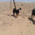 عنز حايل والعلم عند الله