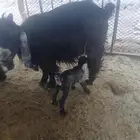 عنز عارضيه خلفه تحتها جفره