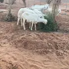 حريات مقاني