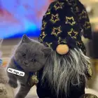بريتش شورت هير كيتنر تم البيع