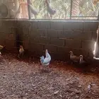 ديوك فيوم المنيم للبيع