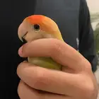 عصافير روز