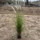 كميات حلفا خضراء بنسيتم اخضر Pennisetum Setaceum