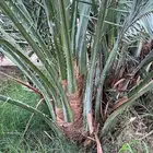 فسايل عجوه صفاوي مجدول صنيه
