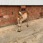 حسيله أنثى سمينه فل