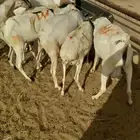 سواكن ممتازه تربيه شهرين