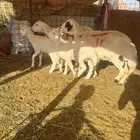 شاتين تامات تحتهن خروفين ناهيات