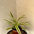 نبتة سبايدر