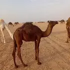 قعود
