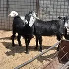 تيوس جذعان