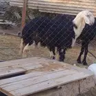 خروف نجدي بصحه سليمه عمره6شهور وعليه
