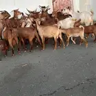 معزاء للبيع