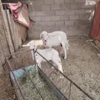 نعجه متبع