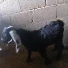 تيس