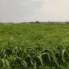قصب اخضر للبيع زبدة