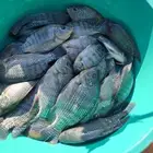 فرصة  للبيع كمية كبيرة سمك بلطي وزن 200 جرام