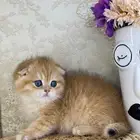 قطط برتش كيتن قطه قطوه قط سكوتش فولد قولد سكوتش ستريت cat