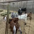 جفار وتيس مشروع فحل