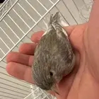 كناري جاسب تغريد