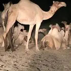 بكره جنبه للبيع. السن ثنيه. النوع اركه