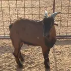 ماعز قزمي 8 شهور