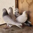 حمام طبات قطايف