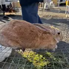 ارانب شنشلا وفلاندر بابيون