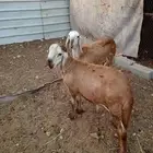 للبيع طلي ورخل 4شهور خوات بعض انتاج المراح