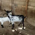 للبيع عنز عليها تيس ذبيحه