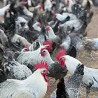 دجاج بياض