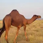جمل ساحلي