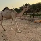 مفروده بنت بعير المشوح الدوسري ولد الحاكم