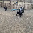 عنز بعيالها